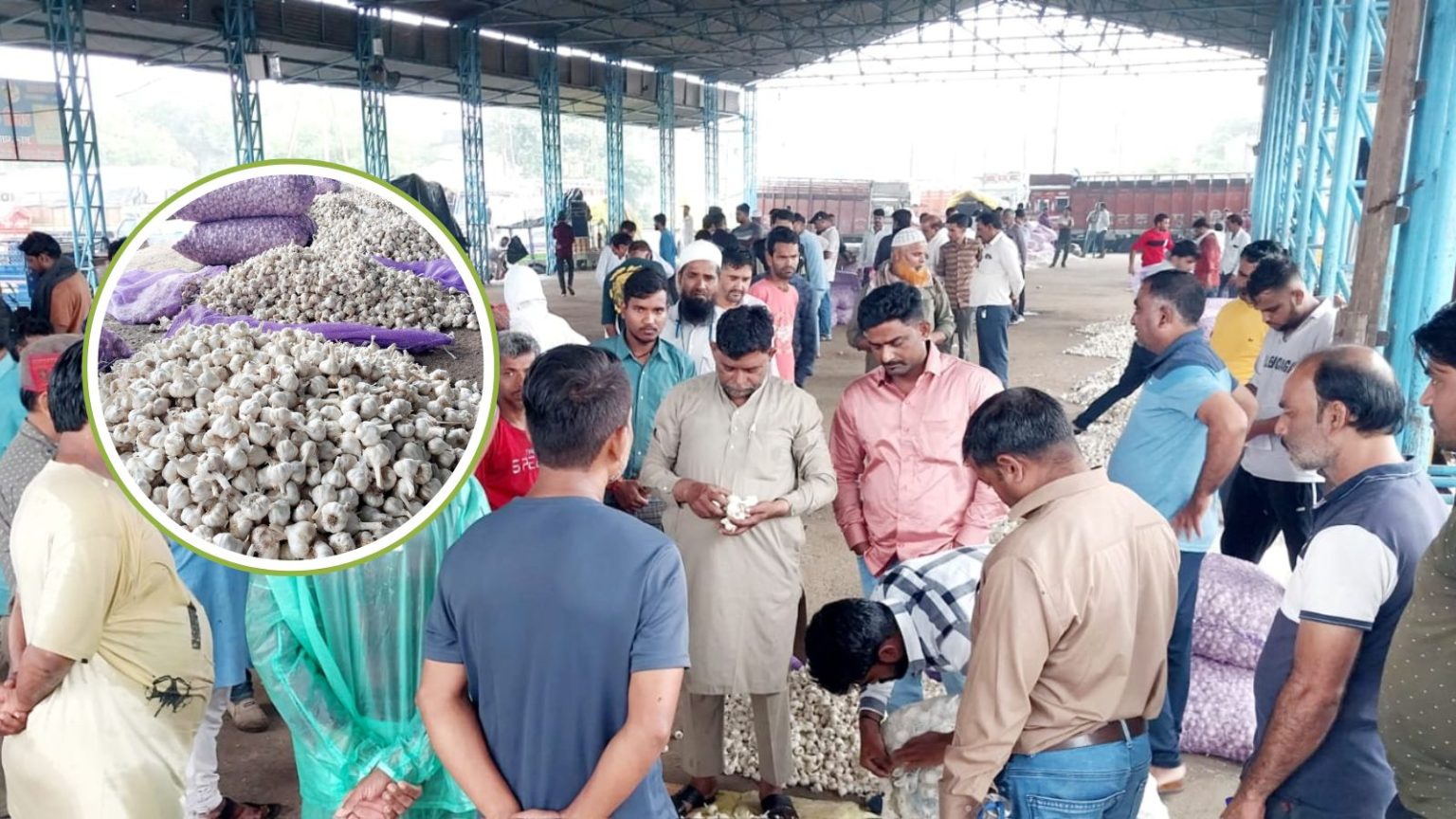 MP की मंडियों में सफेद सोना, तस्करी के जरिए भारत पहुंचा चाइनीज लहसुन