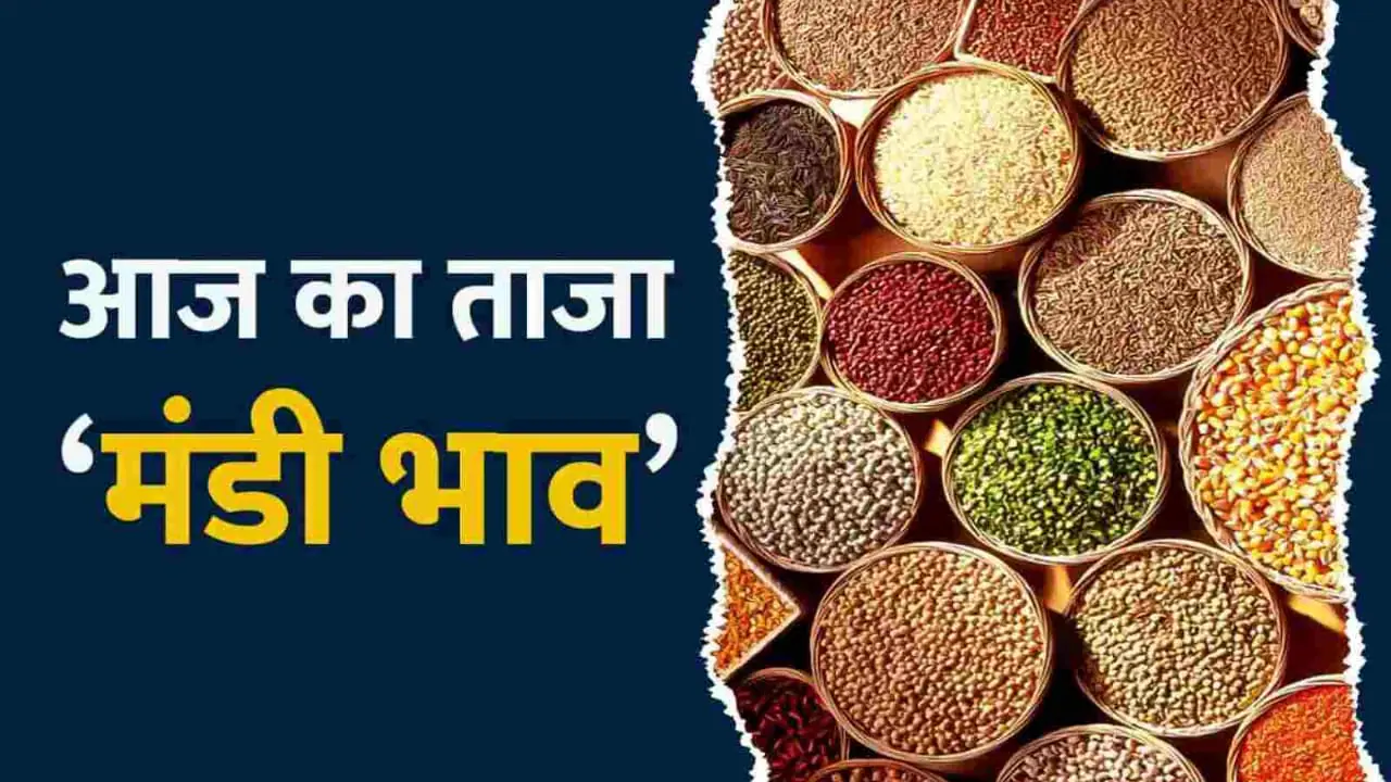 Mandi Bhav: मंडी में मूंग के दाम में जबरदस्त गिरावट, चने समेत गेहूं में भारी गिरावट, जानें आज के लेटेस्ट रेट