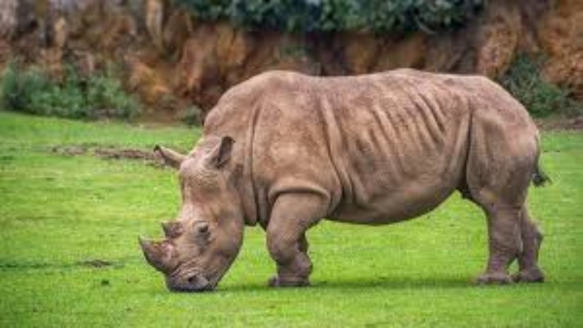 Rhinos in MP: MP में चीतों के बाद गेंडे को बसाने की तैयारी, शुरु की वन विभाग ने बड़ी तैयारी