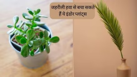 बढ़ते प्रदूषण में खुलकर ले पाएंगे सांस, घर की हवा को साफ करेंगे ये 4 हरे पौधे