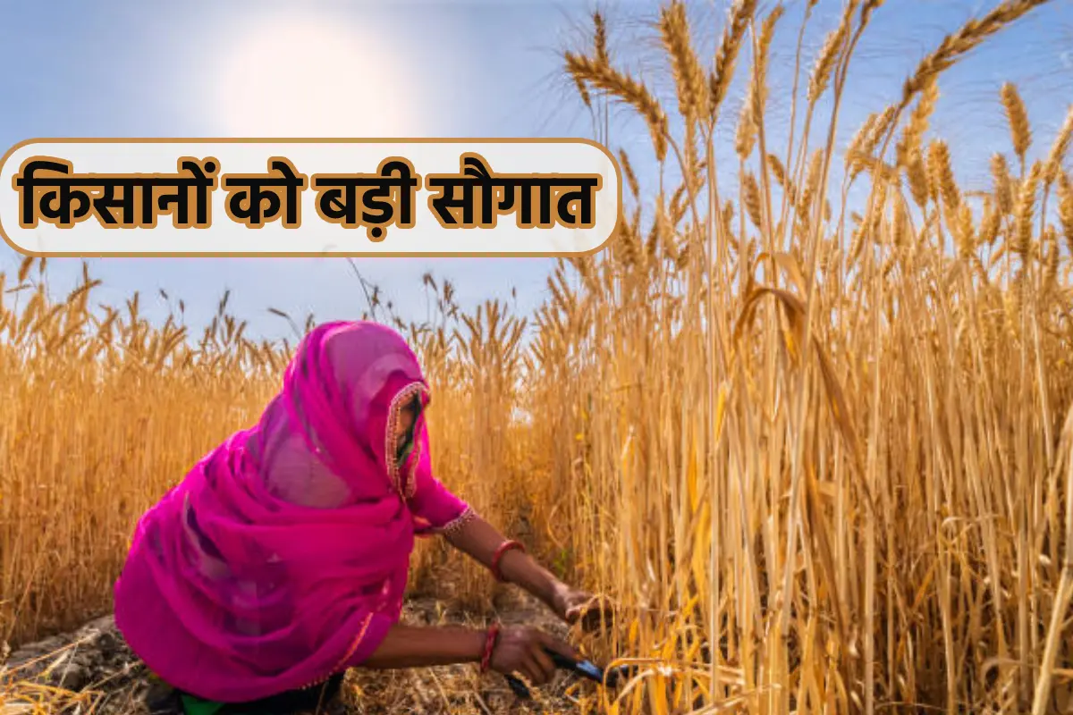 किसानों को बड़ी सौगात! MSP की दर में शानदार बढ़ोत्तरी, किसानों को मिलेगा फायदा