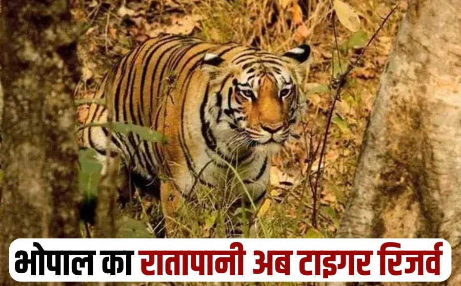 MP New Tiger Reserve