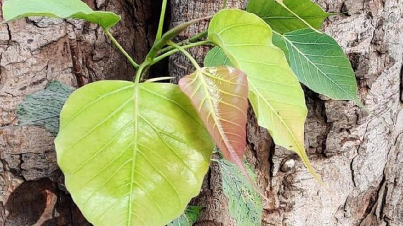 स्वास्थ्य का खजाना है पीपल का पत्ता, जानें इसके चमत्कारी फायदे, डेली डाइट में आज से ही करें शामिल