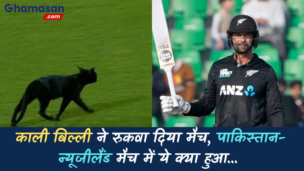 काली बिल्ली ने रोका पाकिस्तान-न्यूजीलैंड मैच, जानिए क्या हुआ मैदान पर, Video
