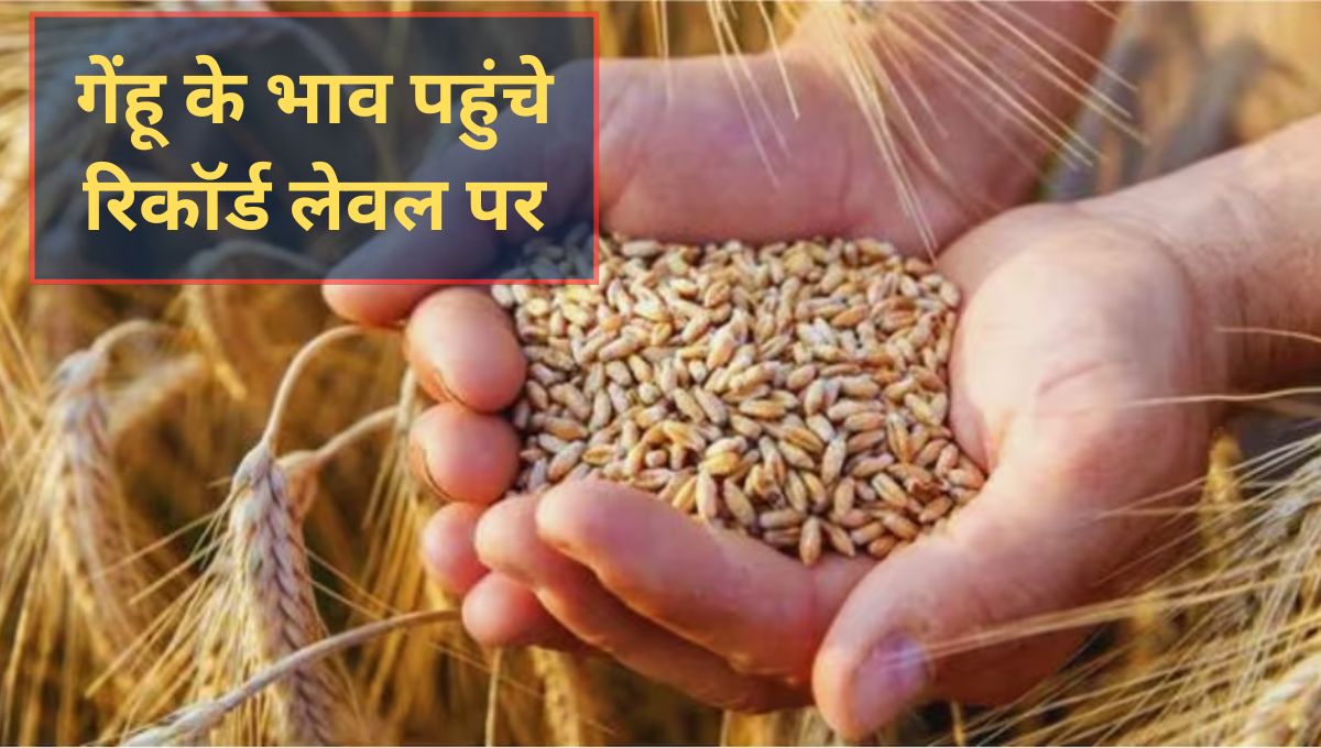 Gehun ka Mandi Bhav