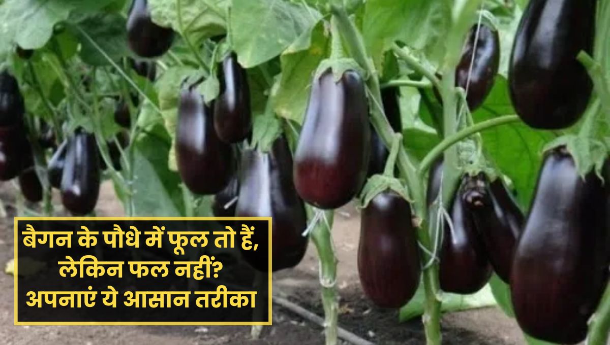 Brinjal Plant Care