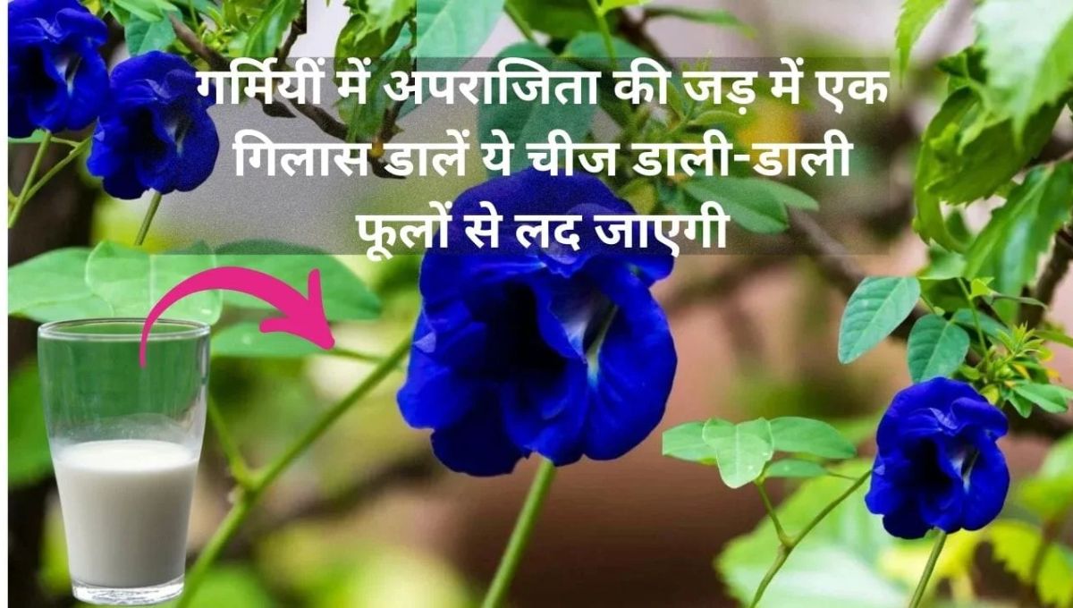 Gardening Tips