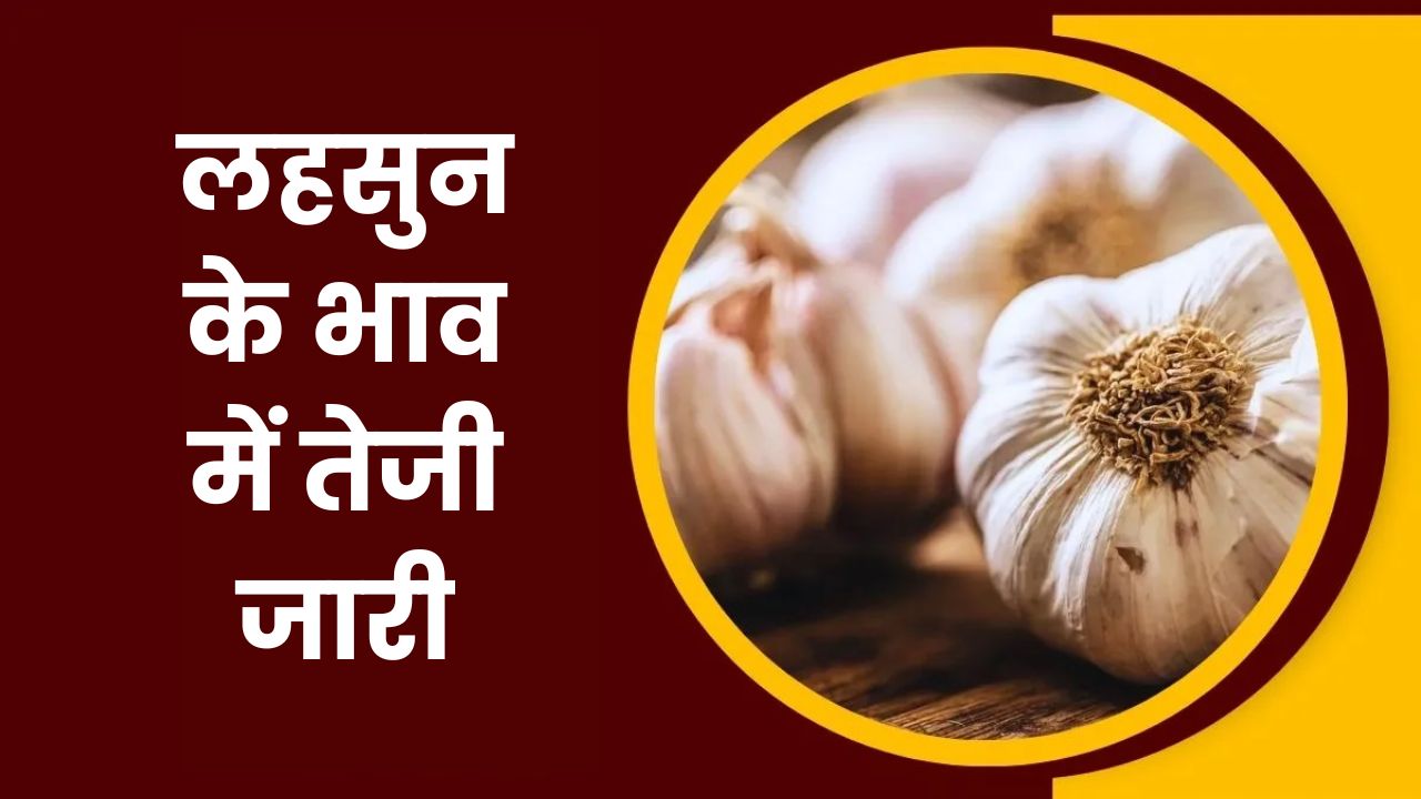 Aaj Ka Lahsun Bhav