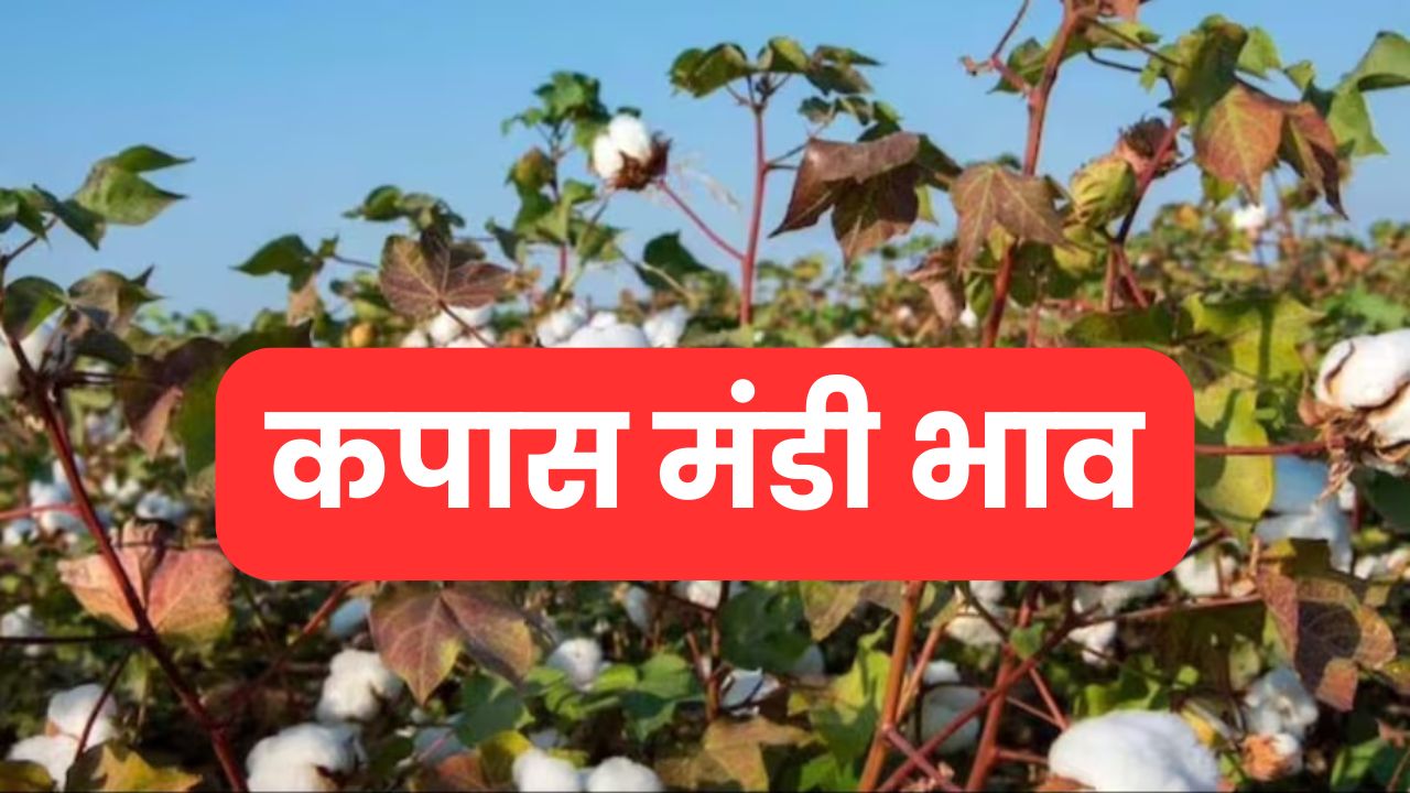 Cotton Mandi Bhav