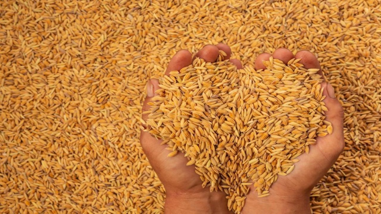 Dhan Mandi Bhav