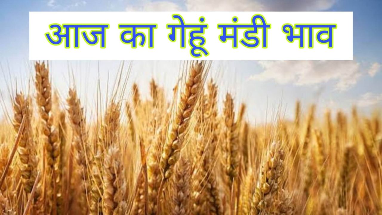 Gehun Mandi Bhav