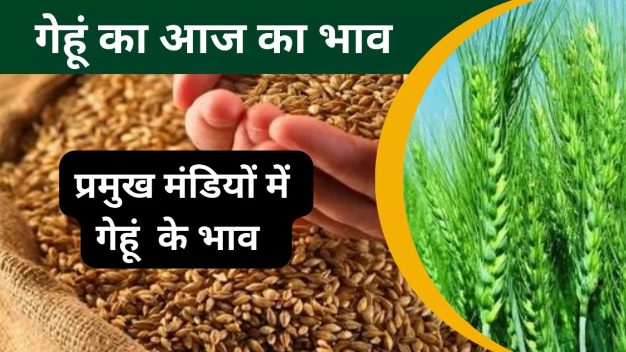 Gehun Mandi Bhav