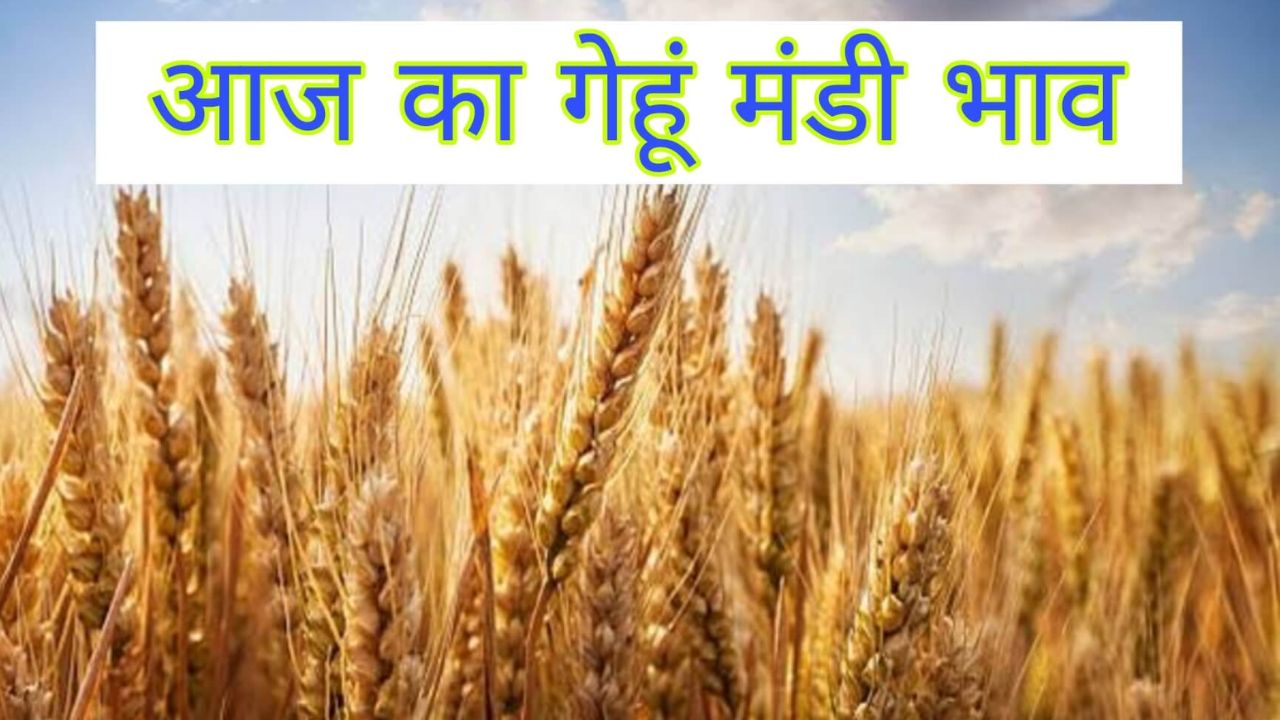 Gehun Mandi Bhav