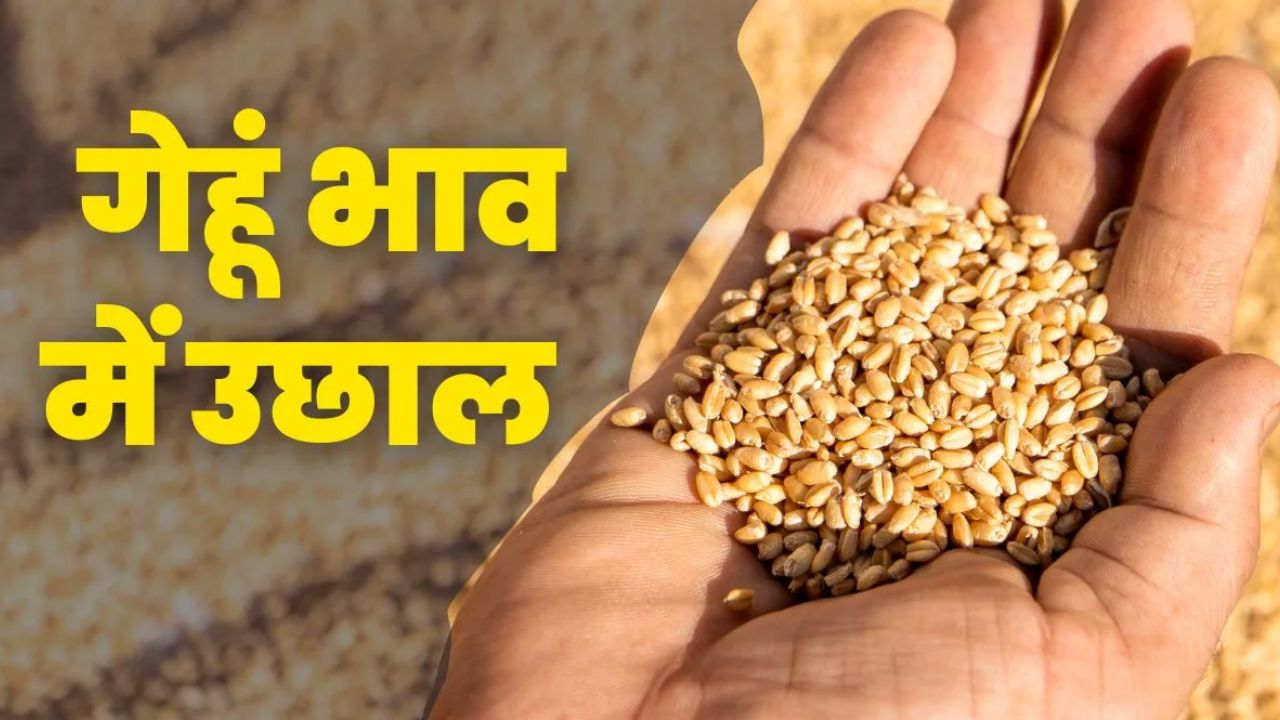 Gehun Mandi Bhav