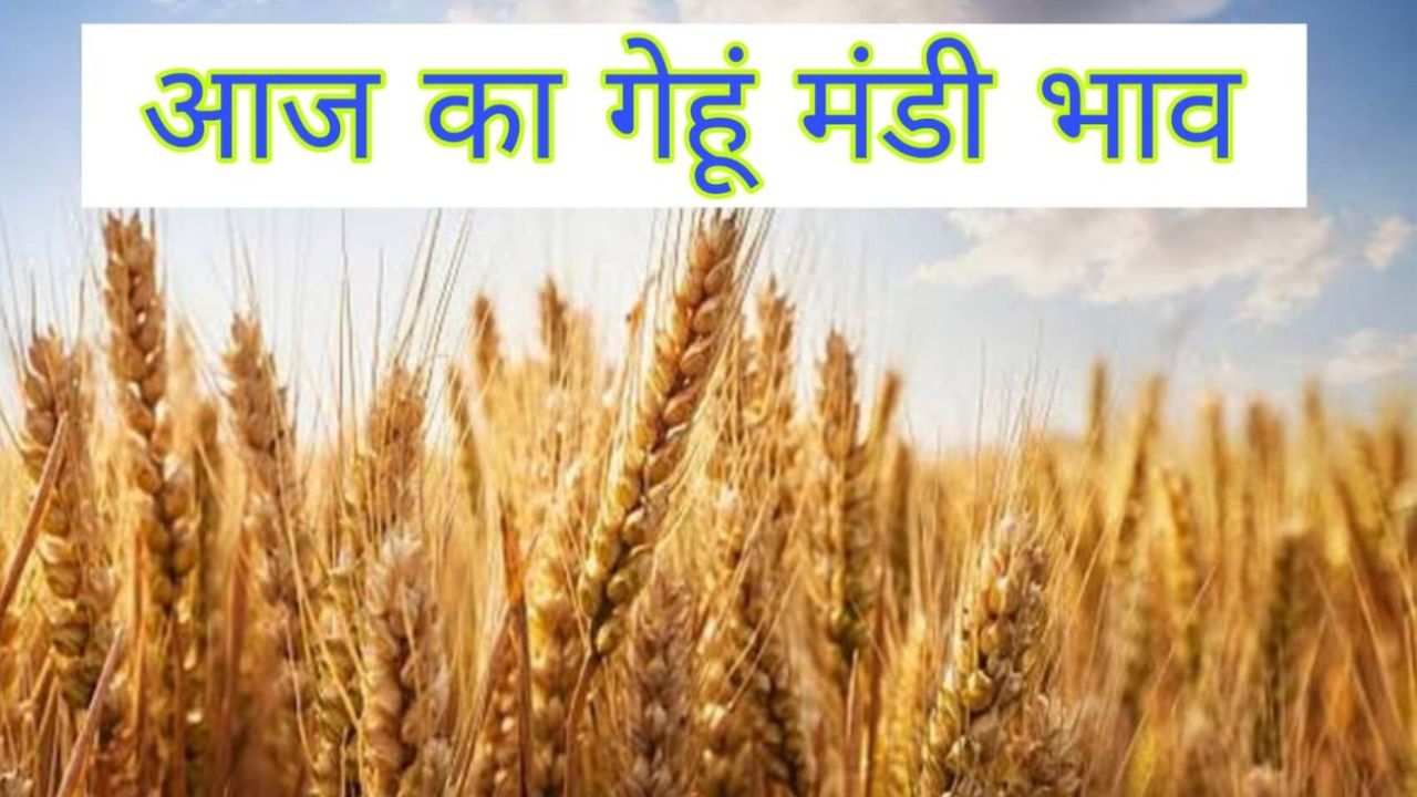 Gehun Mandi Bhav