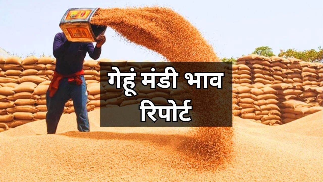 Gehun Mandi Bhav