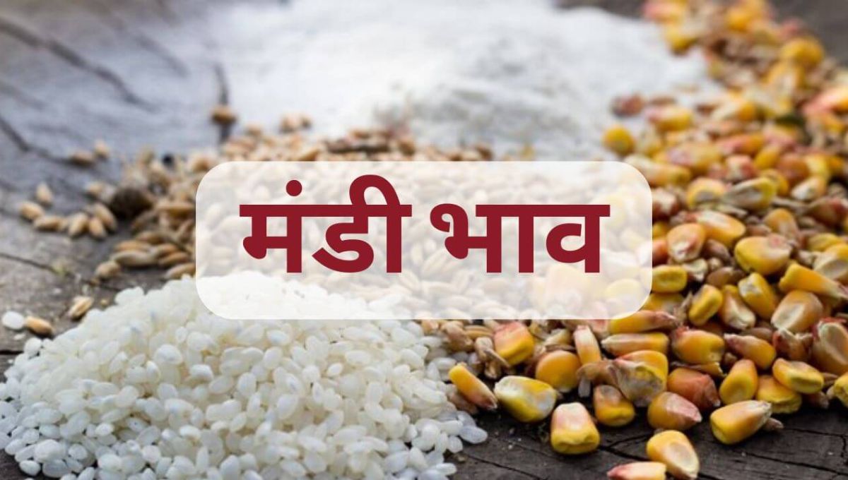 Mandi Bhav