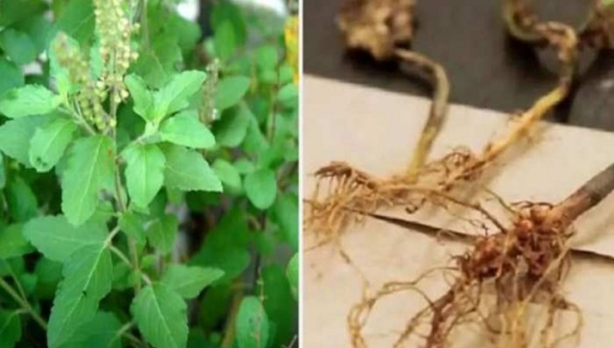 Tulsi Vastu
