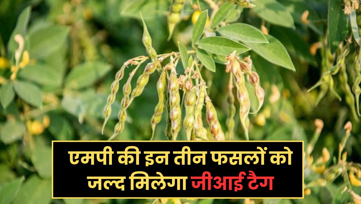 MP News