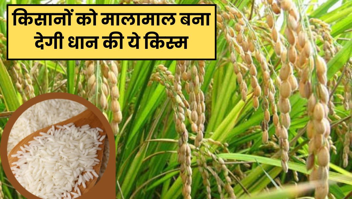 Paddy Cultivation