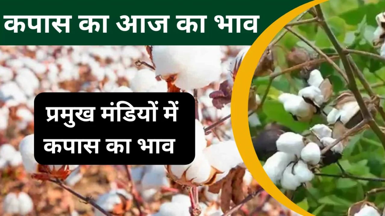 Kapas Mandi Bhav