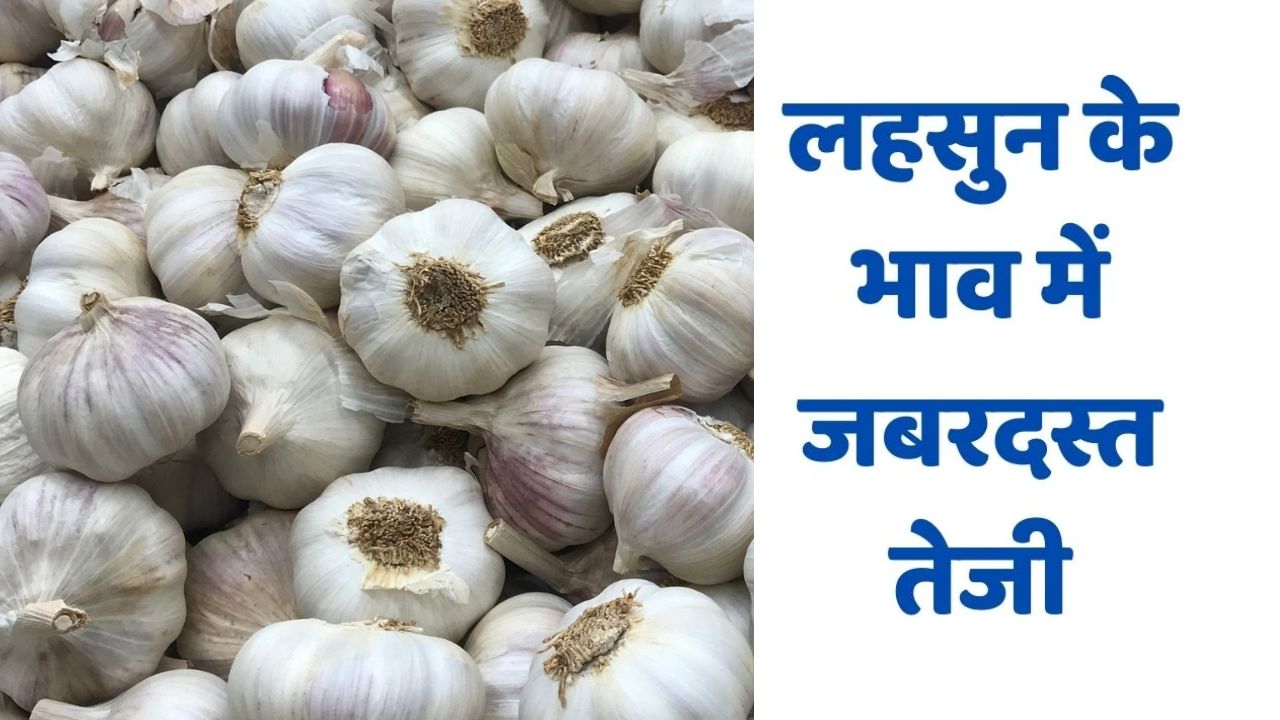 Lahsun Mandi Bhav