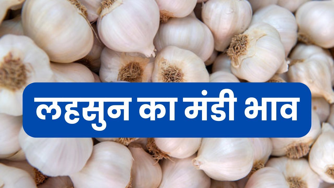 Lahsun Mandi Bhav