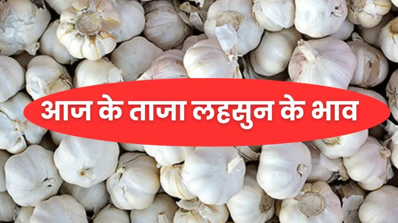 Lahsun Mandi Bhav