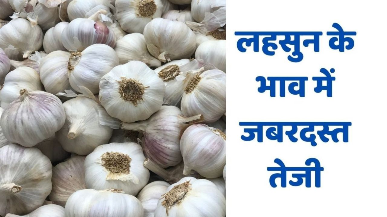 Lahsun Mandi Bhav