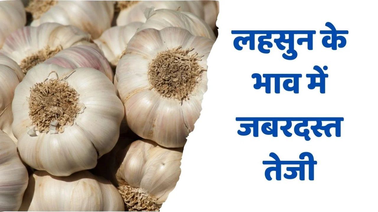 Lahsun Mandi Bhav