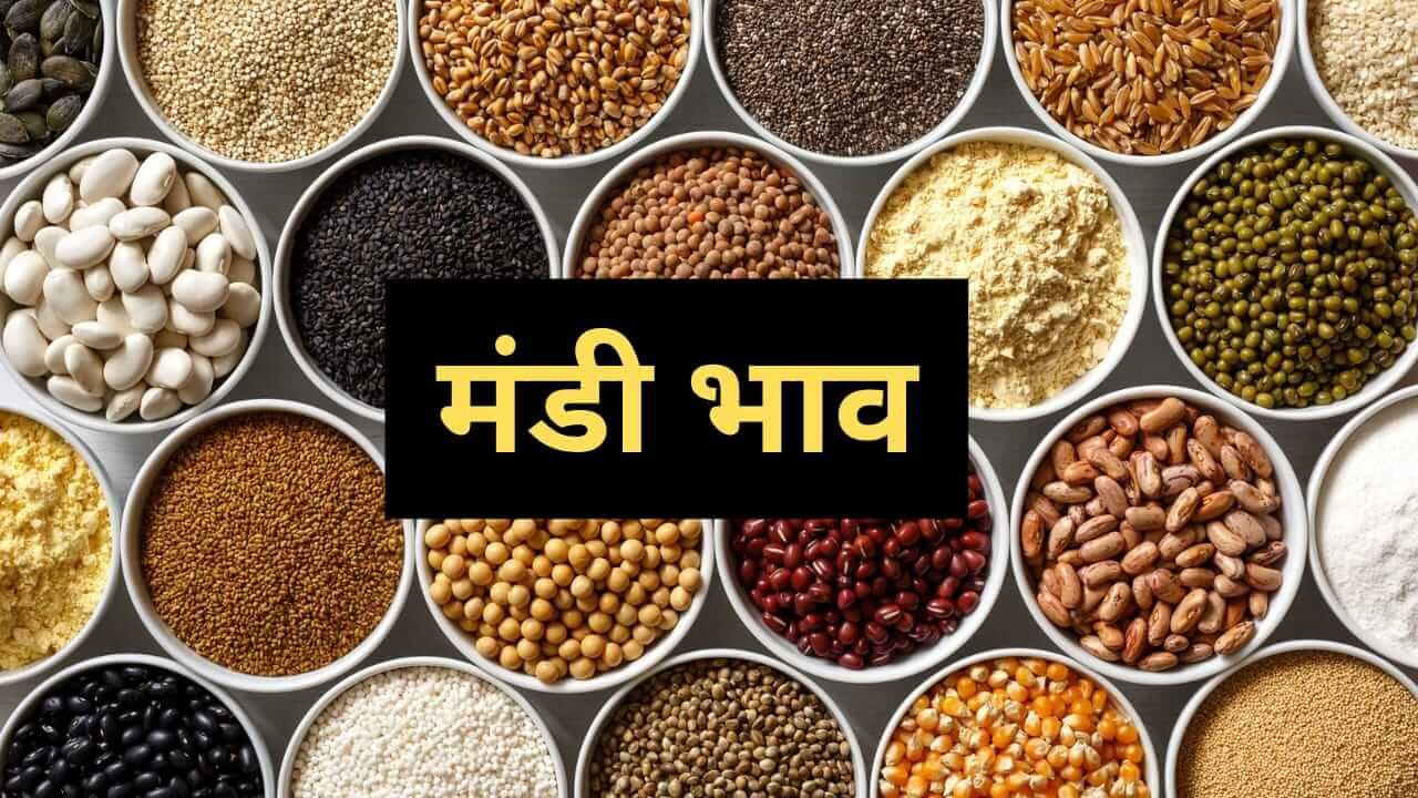 Latest Mandi Rate