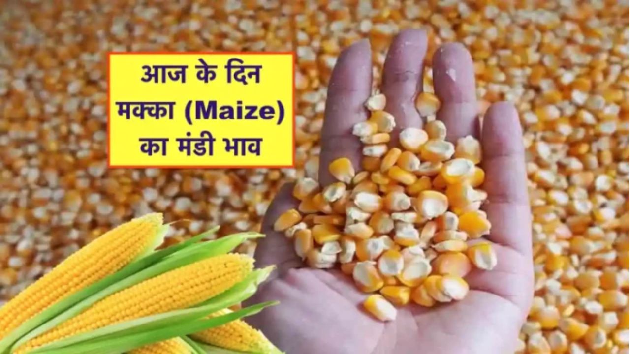 Makka Mandi Bhav