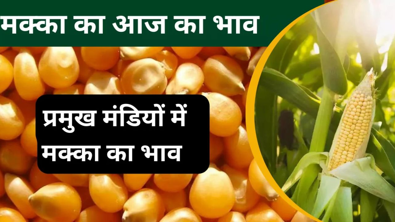Makka Mandi Bhav