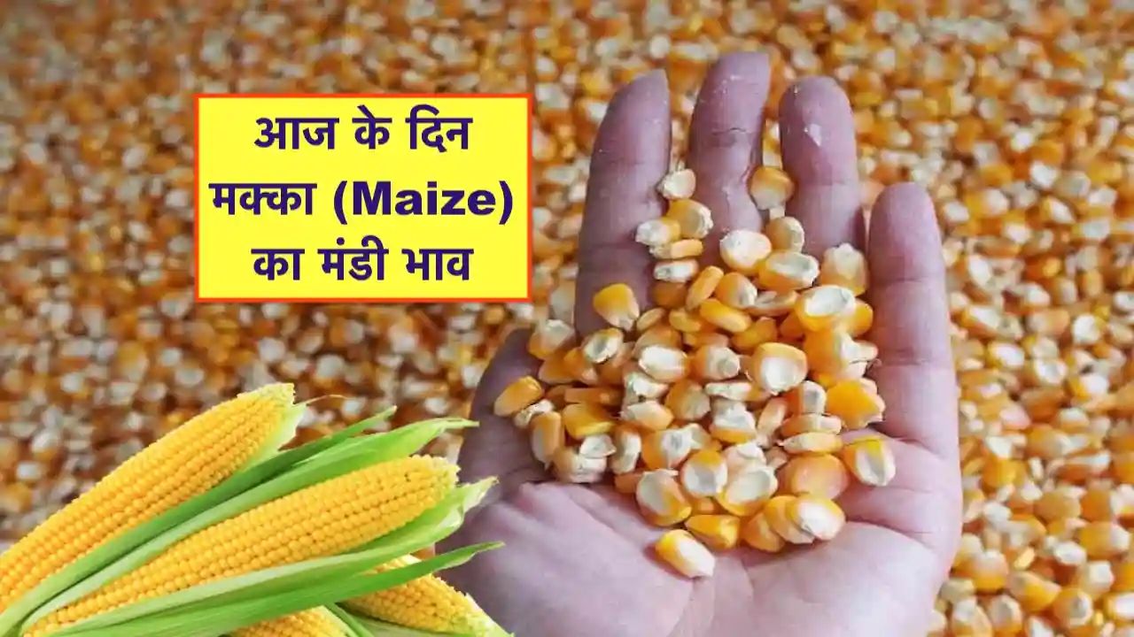 Makka Mandi Bhav