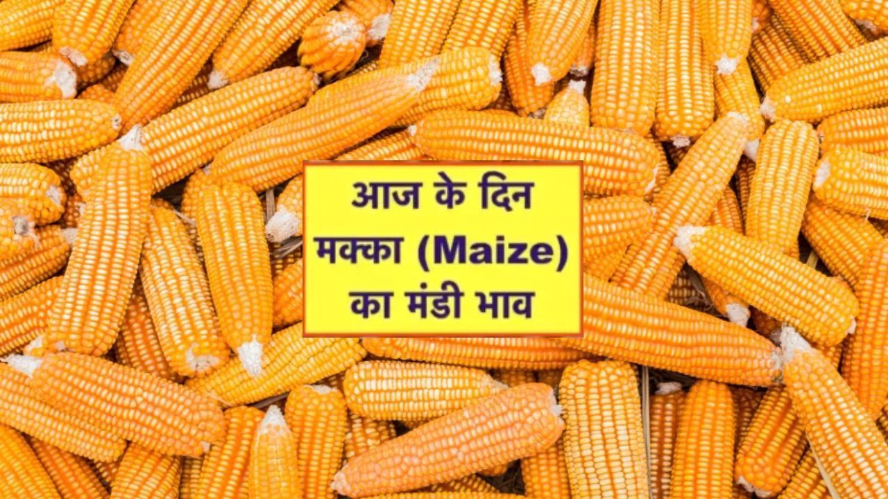 Makka Mandi Bhav