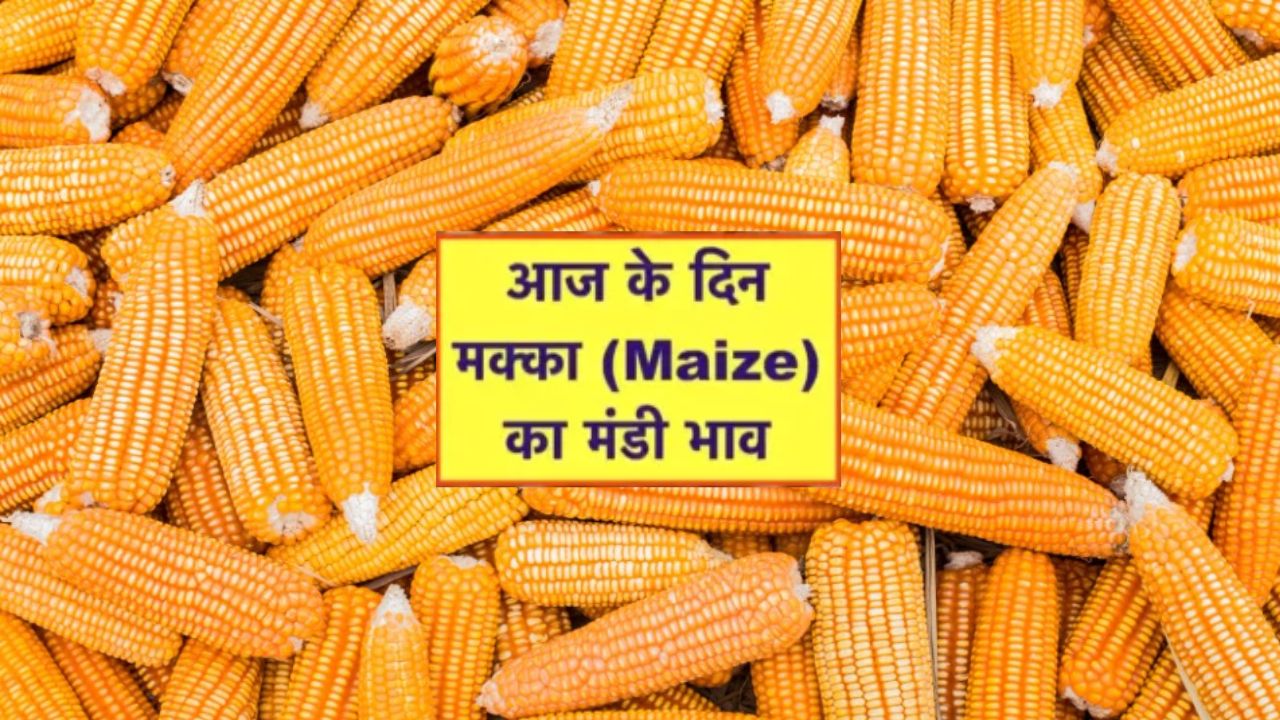 Makka Mandi Bhav