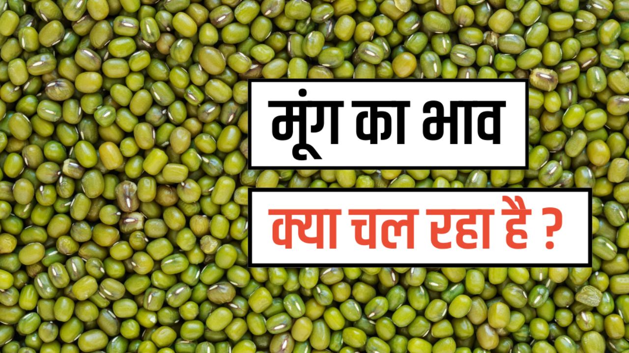 Moong Mandi Bhav