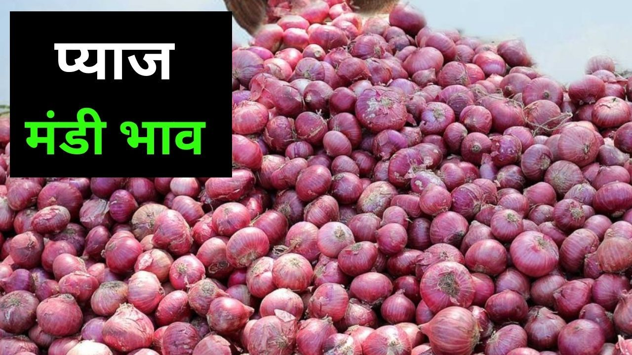 Pyaj Mandi Bhav