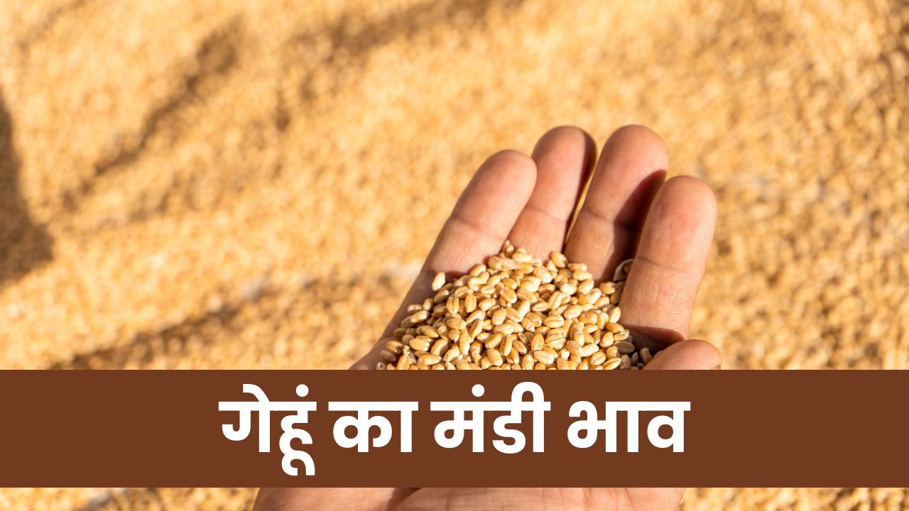 Today Wheat Price