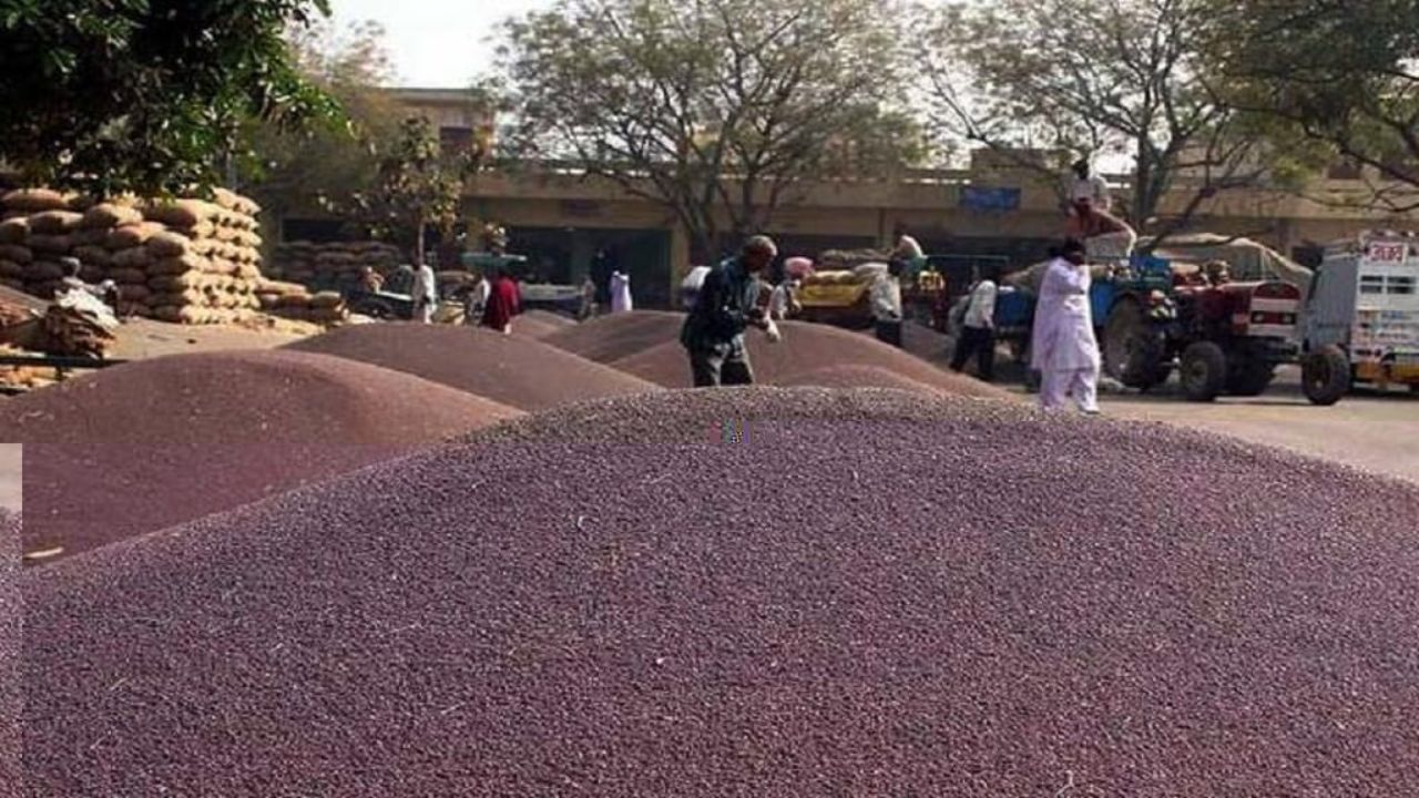 Sarso Mandi Bhav