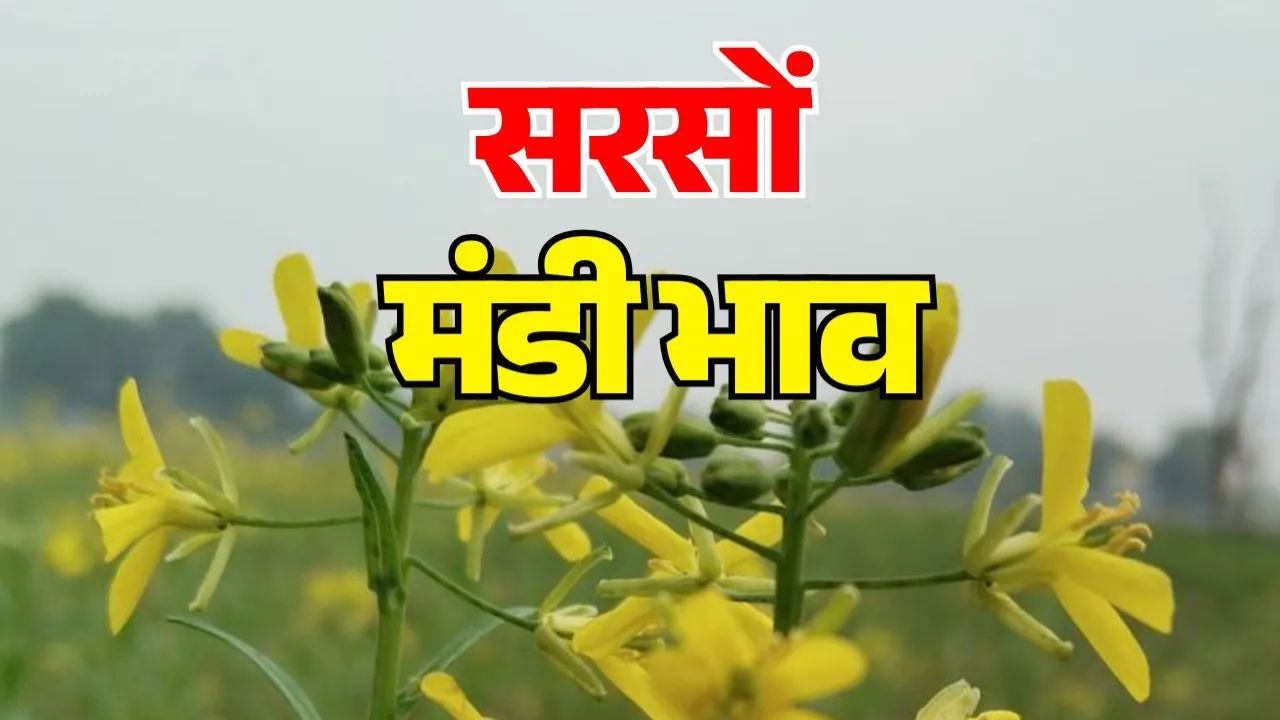 Sarso Mandi Bhav