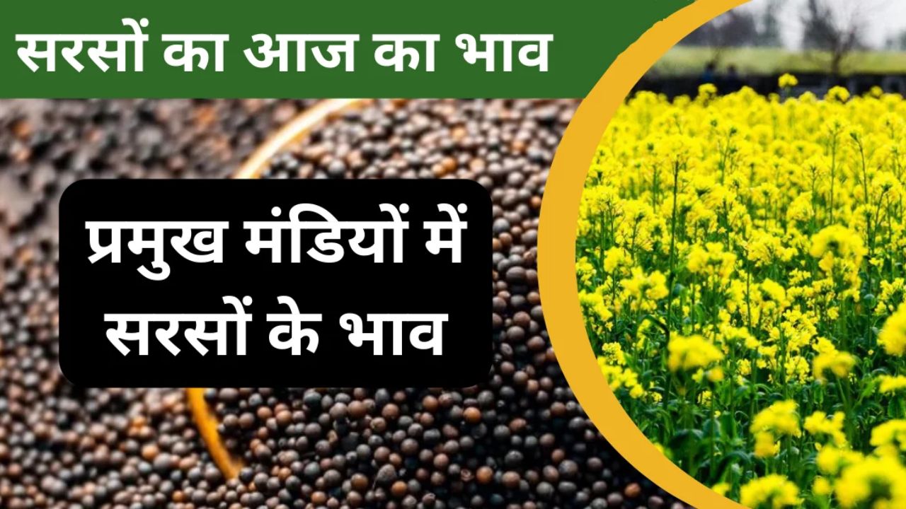 Sarso Mandi Bhav