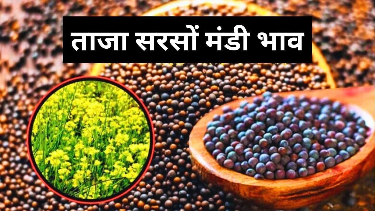 Sarso Mandi Bhav