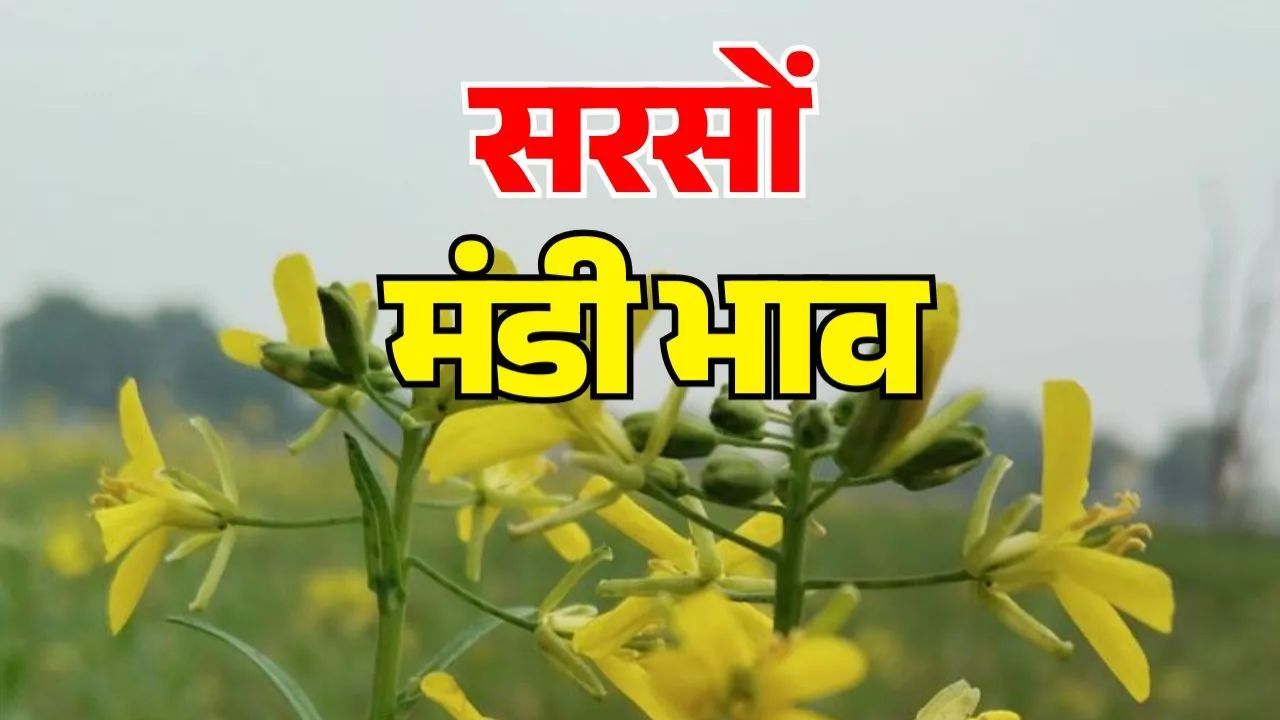 Sarso Mandi Bhav