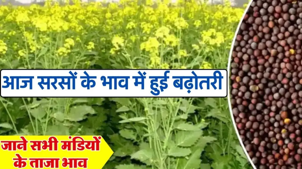 Sarso Mandi Bhav
