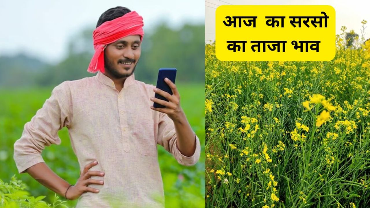 Sarso Mandi Bhav Today