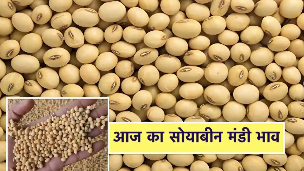 Soyabin Mandi Bhav