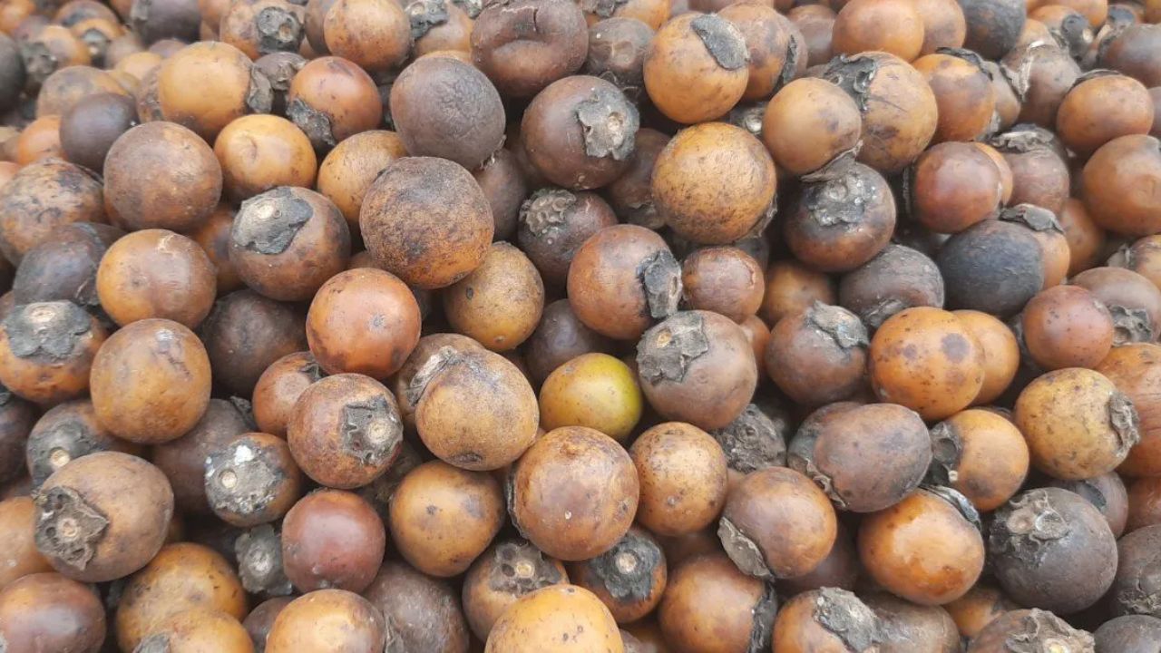 Tendu Fruit Health Benefits