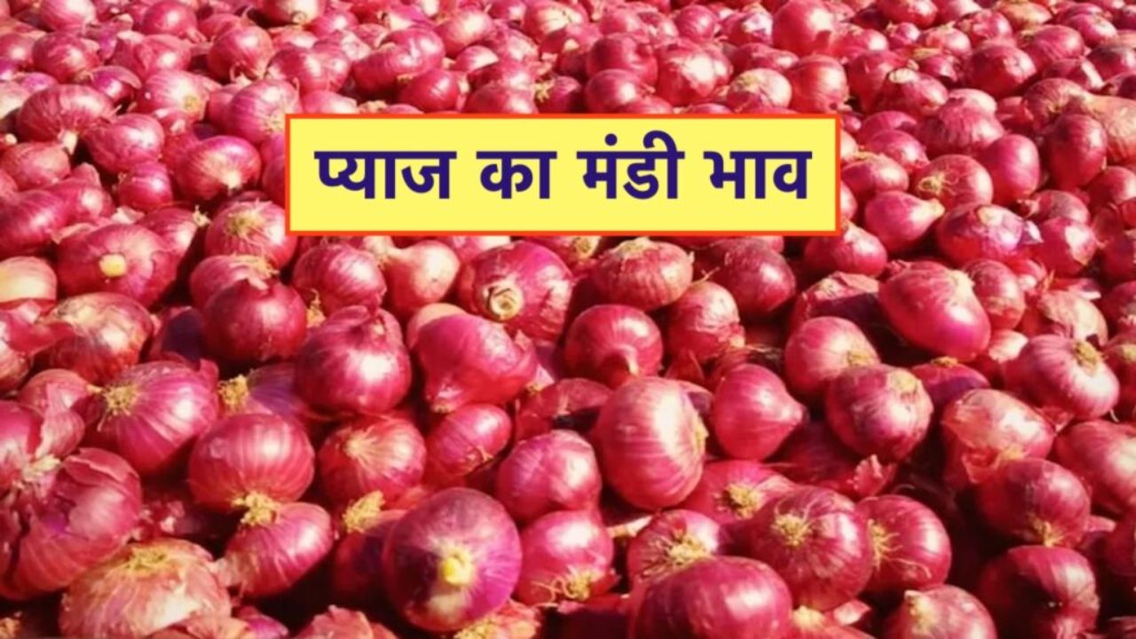 Today Onion Price