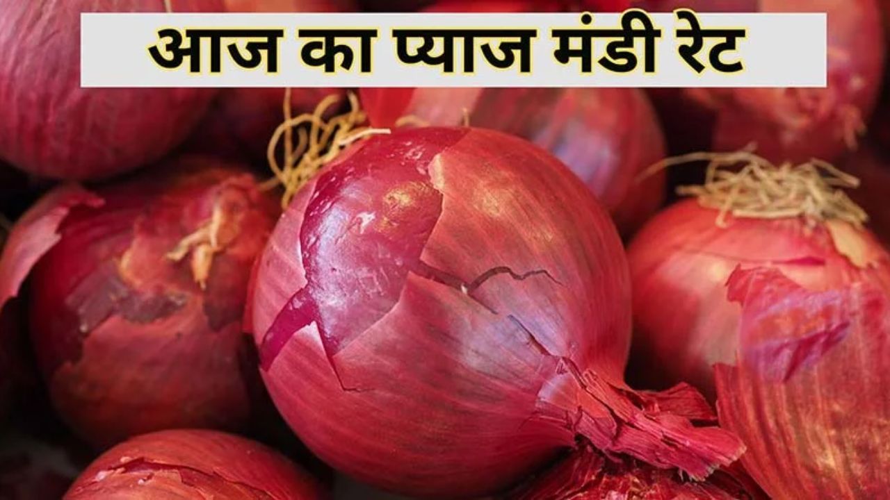 Today Onion Price